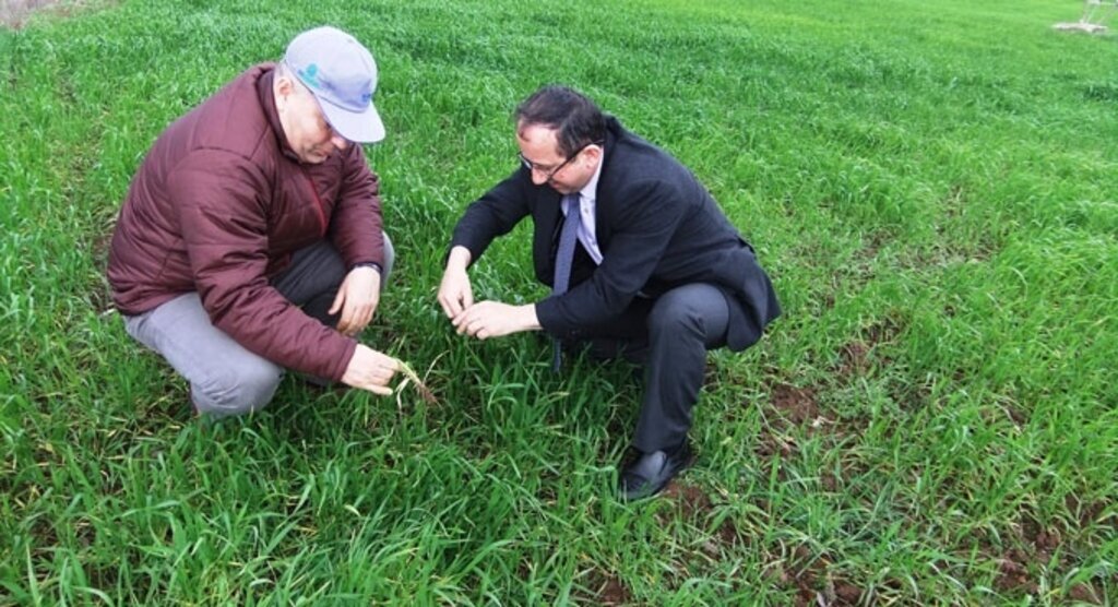 Buğday tarımında yabancı ot mücadelesi