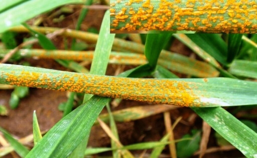 Buğdayda pas hastalığına dikkat!