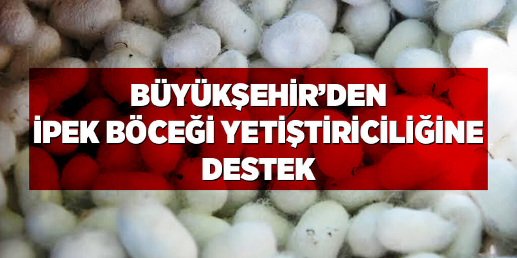 Büyükşehir’den ipek böceği yetiştiriciliğine destek