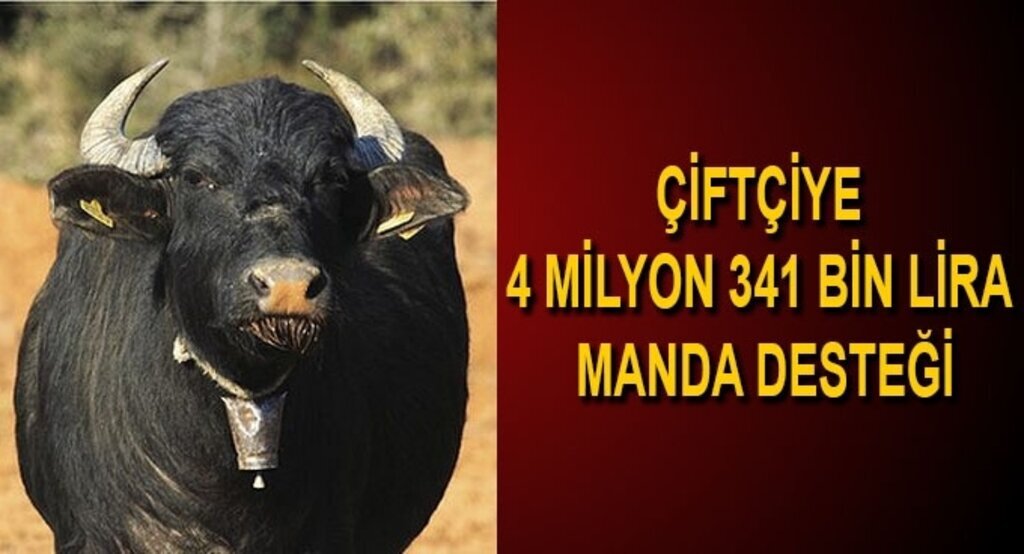 Çiftçiye 4 milyon 341 bin lira manda desteği