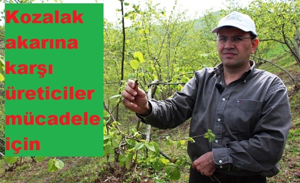 Daha fazla fındık için, kozalak akarını toplayın uyarısı