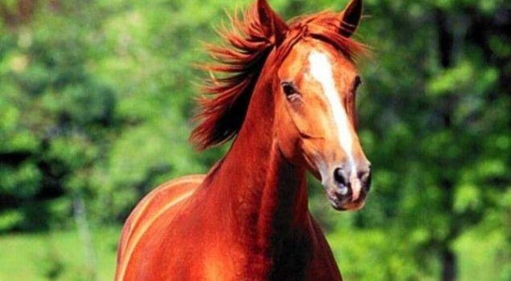 Düğün salonuna yarış atlarıyla gittiler