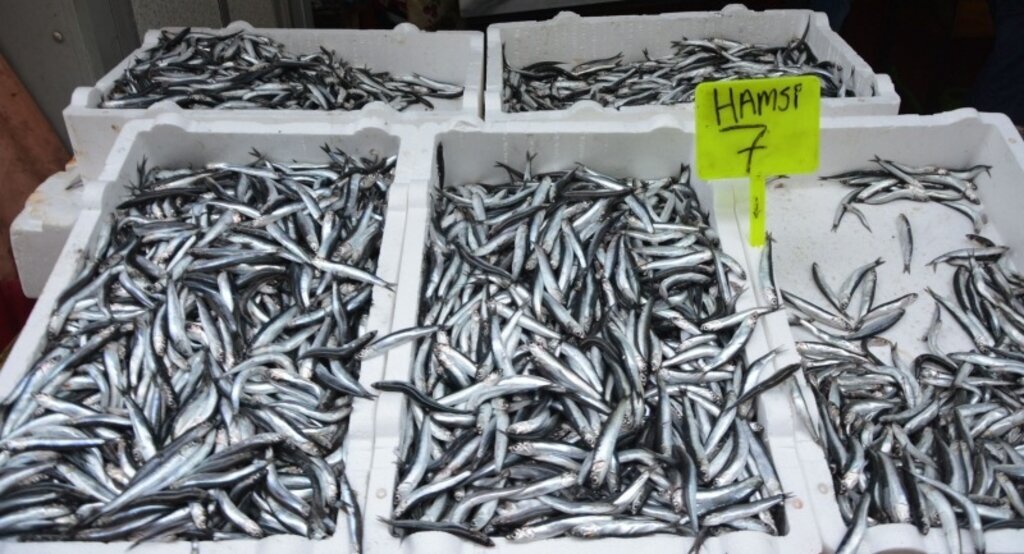 Fatsa'da hamsi 7 liradan tezgahlara çıktı