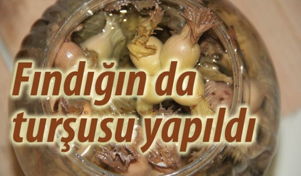 Fındığın da turşusunu yaptılar