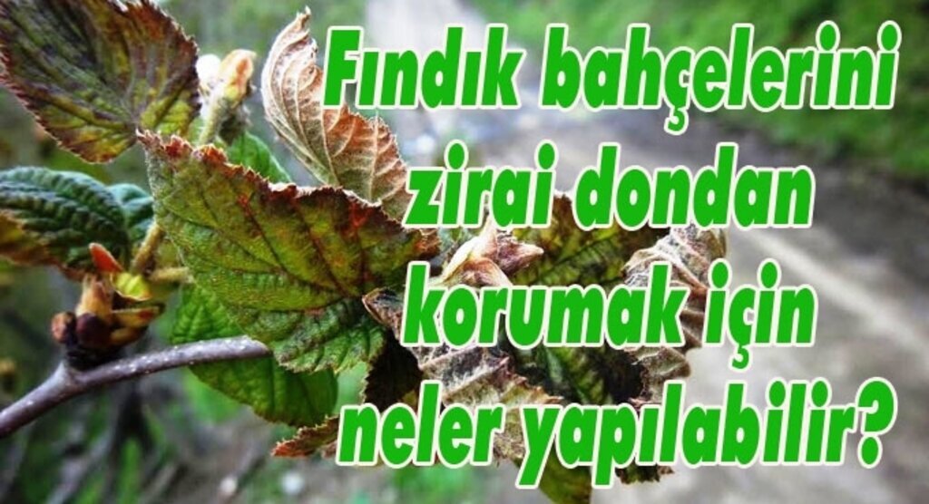 Fındık bahçelerini zirai dondan korumak için neler yapılabilir?