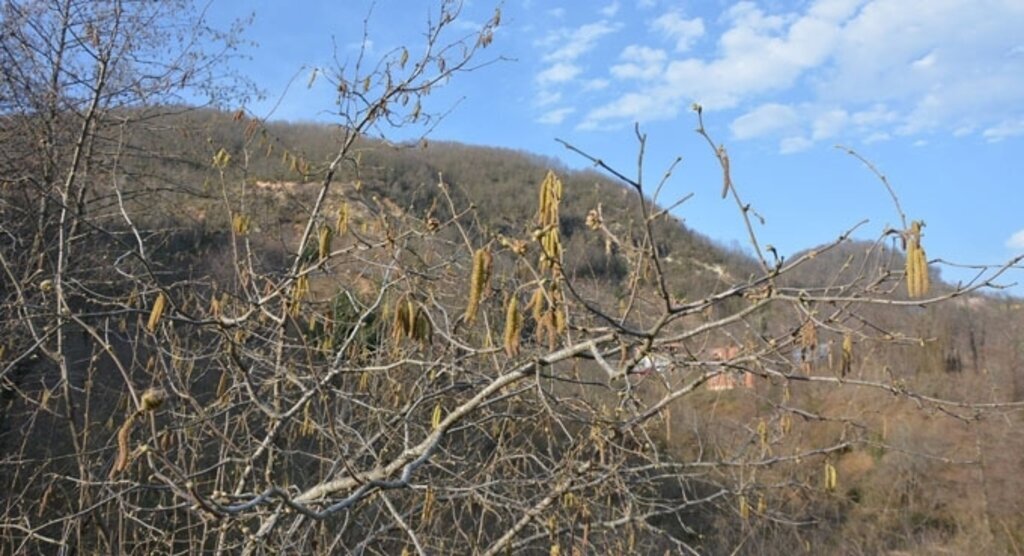 Fındık dikim alanlarının yeniden belirlenmesi