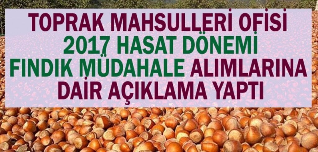 Fındık fiyatı spekülasyona TMO'dan çok önemli açıklama