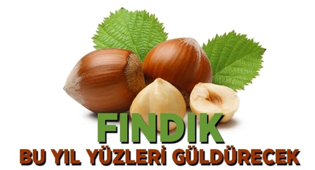 Fındık ihracatçısının rekolte tahmini 733 bin ton