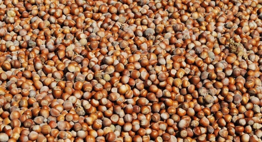 Fındık, ihracatta rekor kırdı