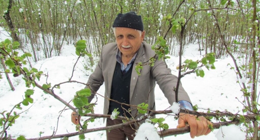 Fındık üreticisi kaygılı