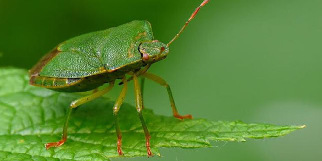 Fındık Yeşil Kokarcasına Dikkat