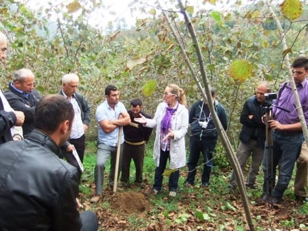 Fındıkta Budama Elemanları Yetiştiriliyor