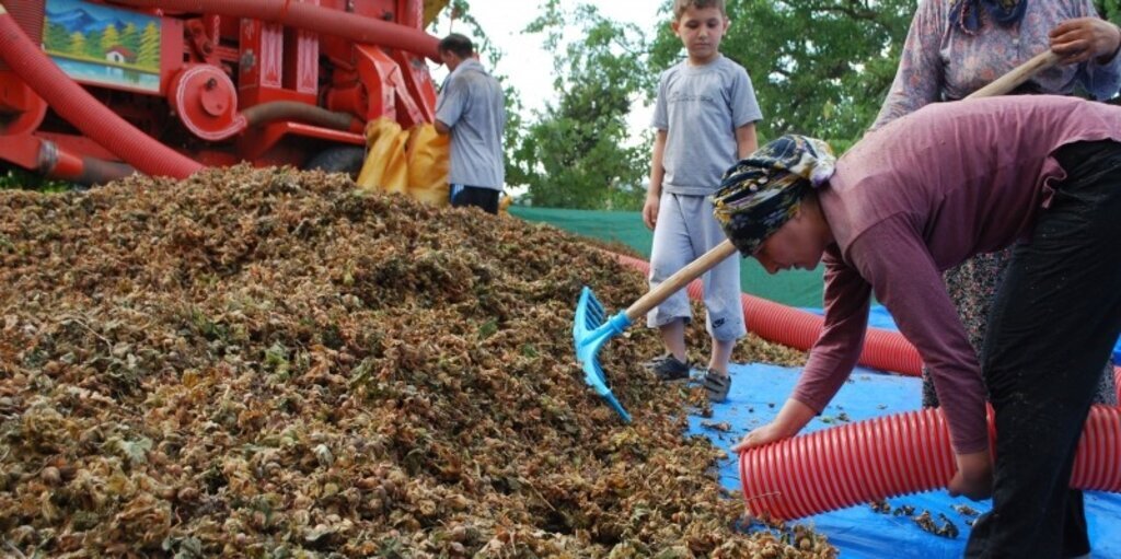 Fındıkta korkulan olmadı, çiftçinin yüzü güldü