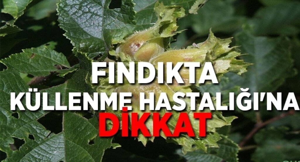 Fındıkta külleme hastalığı'na dikkat