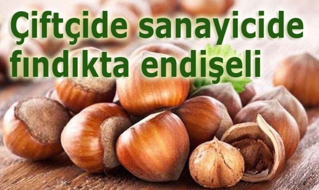 Fındıkta yalancı bahar korkusu