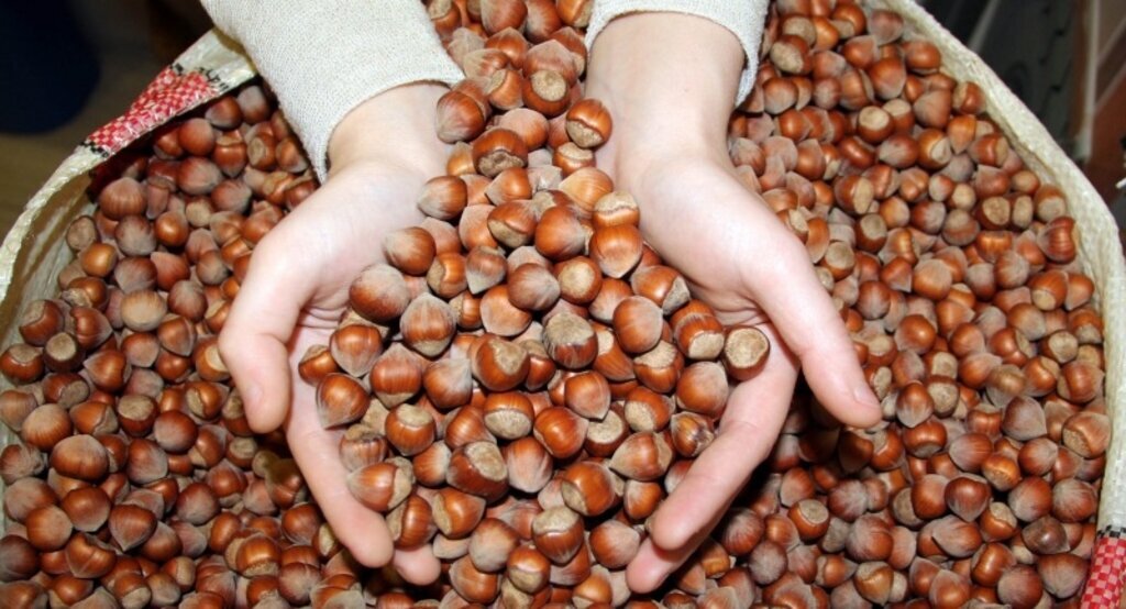 Fındıkta yüksek fiyat beklentisi