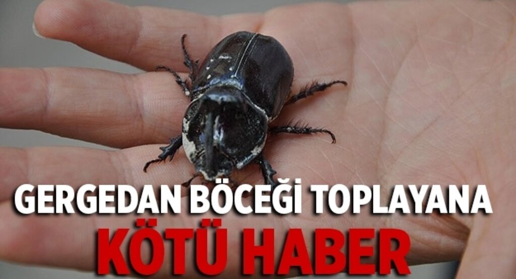 'Gergedan böceği toplamayın elinizde kalır'