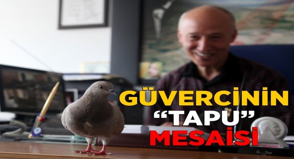 Güvercinin 'Tapu mesaisi'