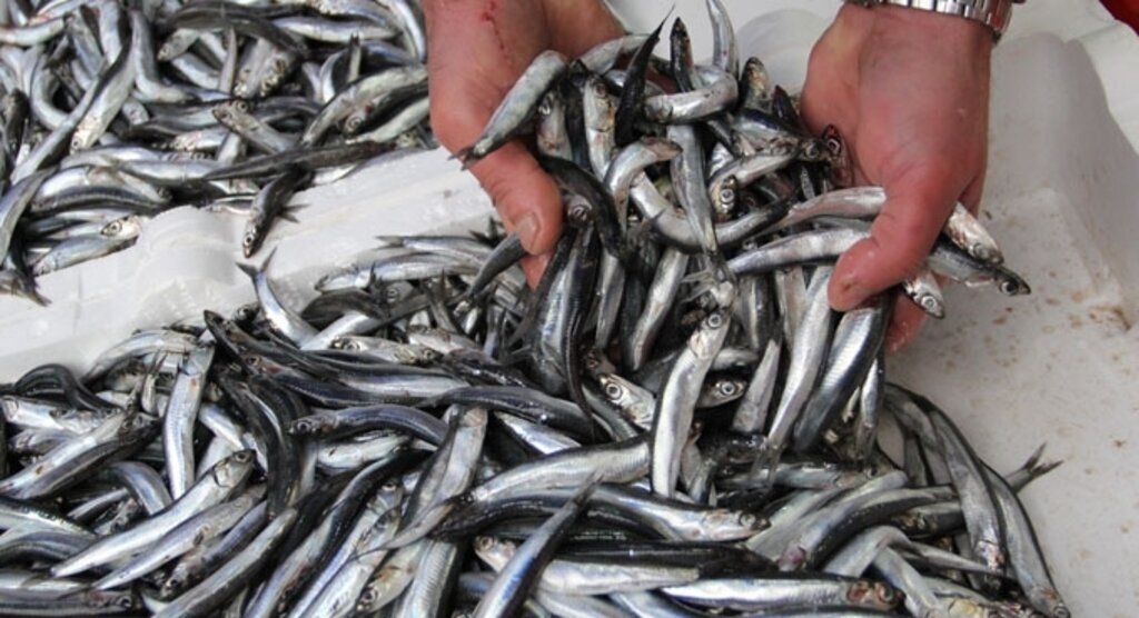 Hamsi Doğu Karadeniz'e geri döndü