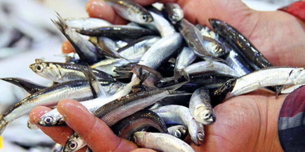 Hamsi'nin fiyatı ne kadar? Hamsi fiyatları