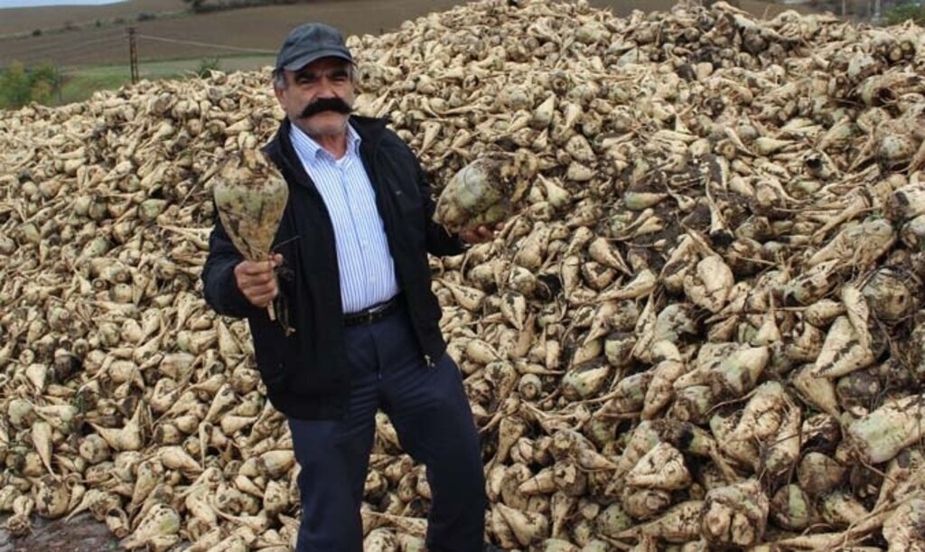 Havza'da şeker pancarı hasadı başladı