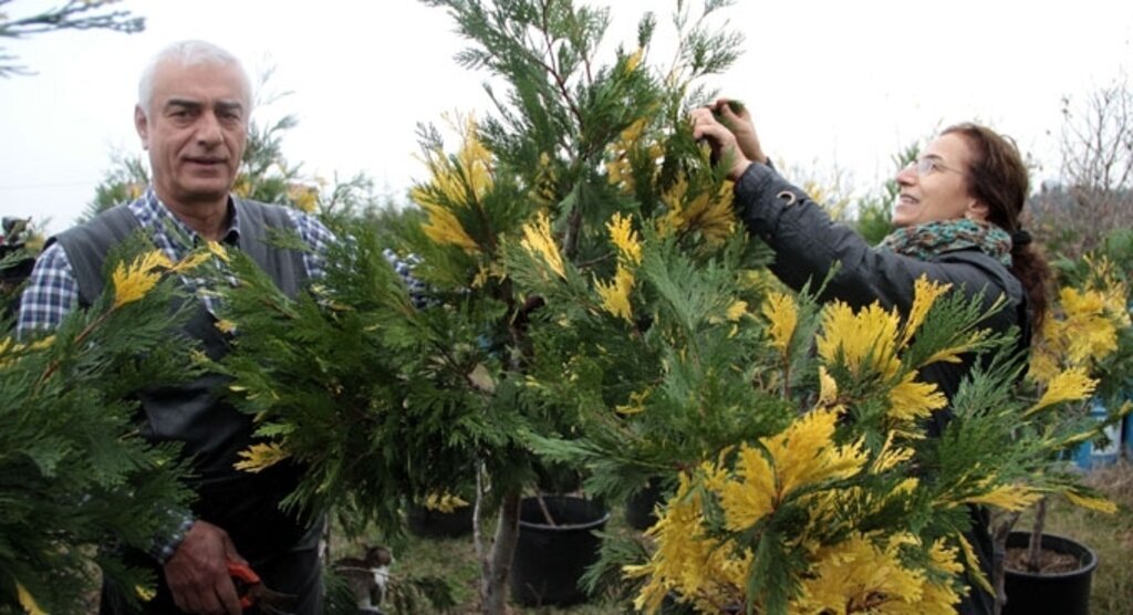 Hobi olarak 220 fidanla başladılar 30 bini buldular