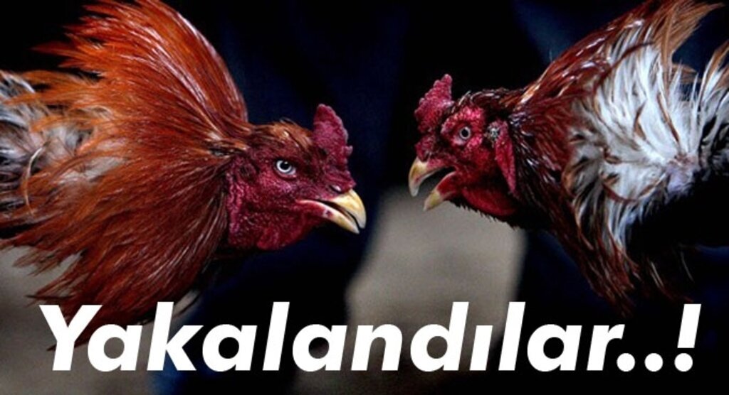 Horoz dövüşü operasyonunda 9 kişiye para cezası