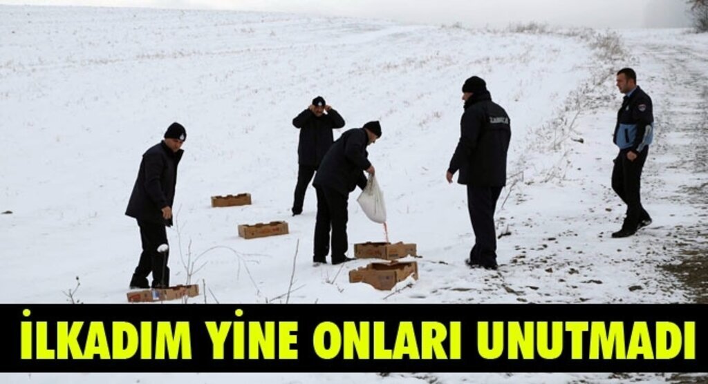 İlkadım'dan sokak hayvanlarına yardım