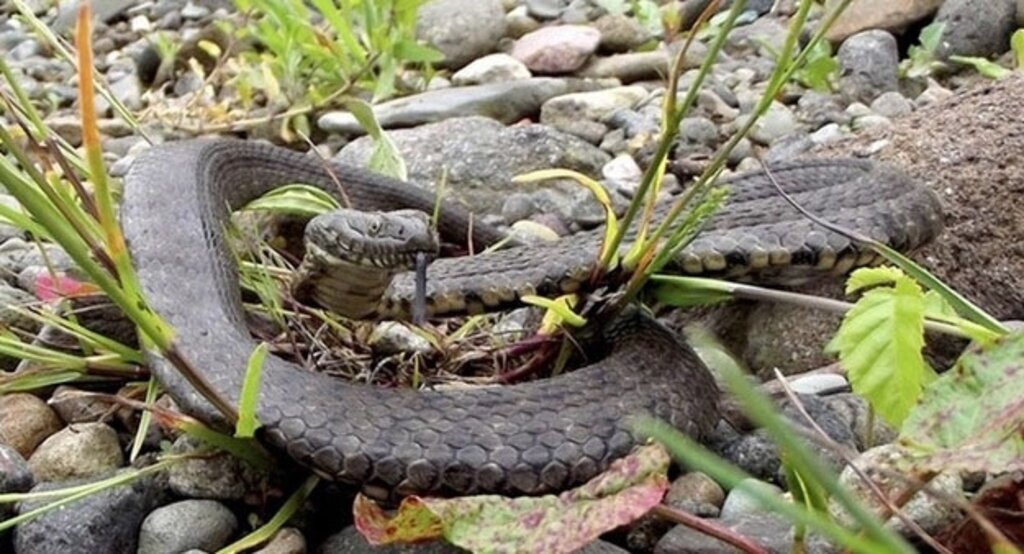 'Isıran yılanın fotoğrafını çekmeye çalışın'