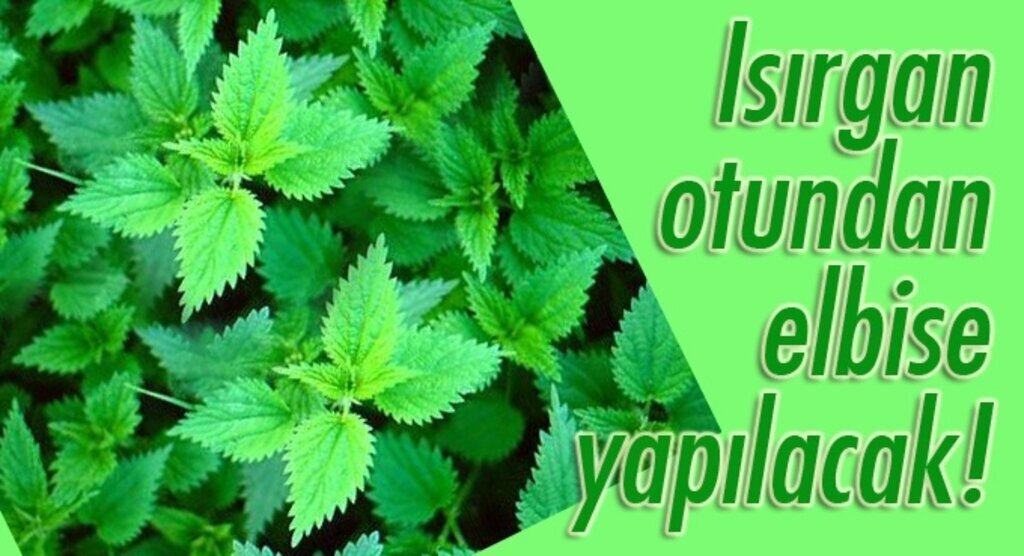 Isırgan otu, Karadeniz Bölgesi'nin yeni geçim kaynağı olacak