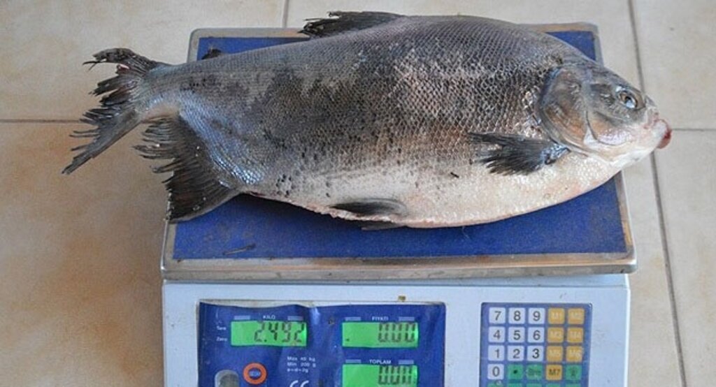 İznik Gölü'nde 2,5 kiloluk pirana yakalandı