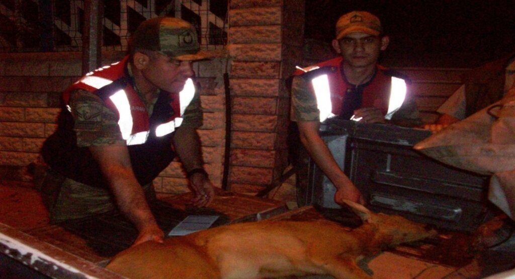 Jandarmanın bulduğu karaca koruma altına alındı