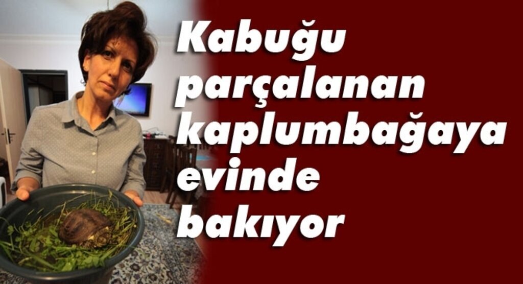 Kabuğu parçalanan kaplumbağaya evinde bakıyor