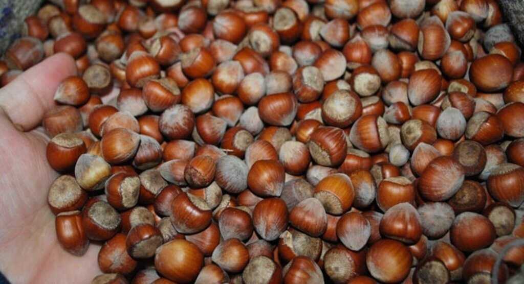 Kabuklu fındık yeni yıla 15 lirayla girdi