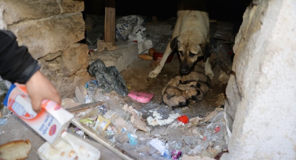 Kangal kırması 'Garip' ve 16 yavrusuna esnaf sahip çıktı