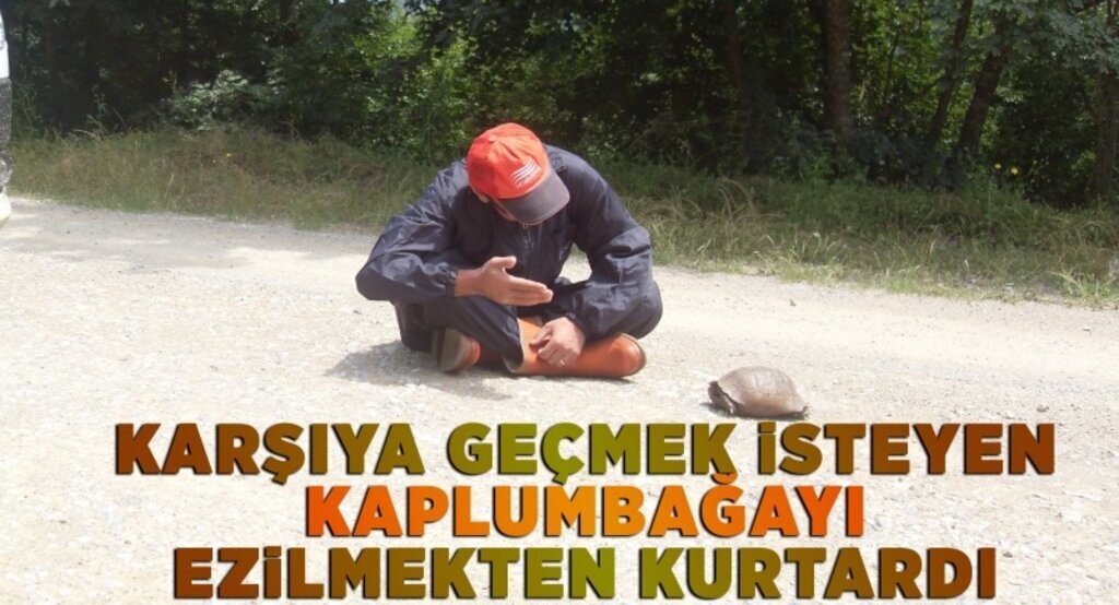 Kaplumbağayı ezilmekten kurtardı