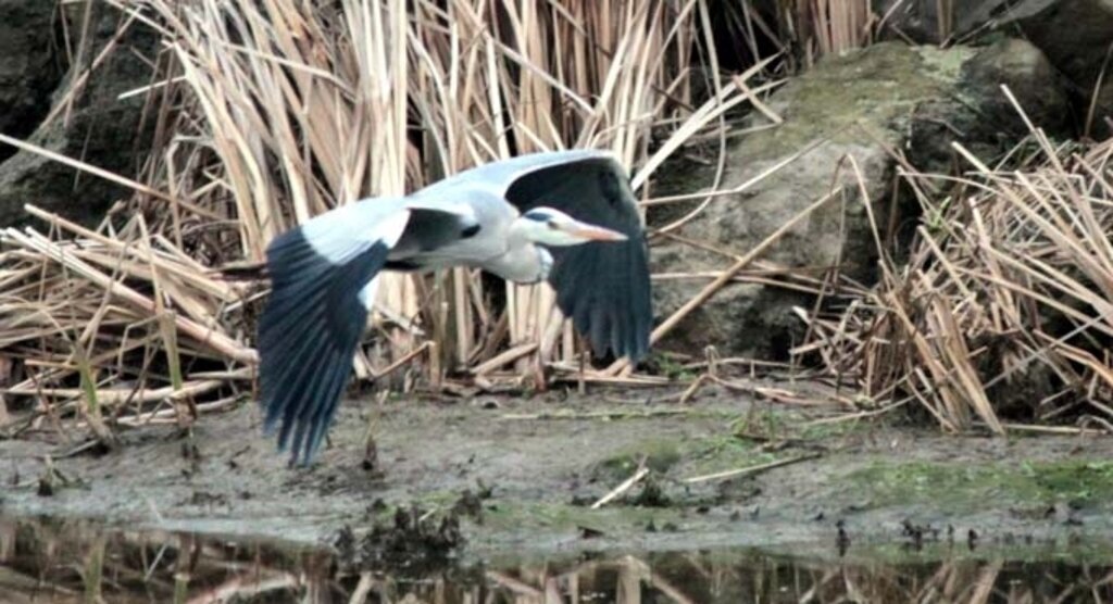 Kar yağışı 'Kuş Cenneti'nde popülasyonu artırdı