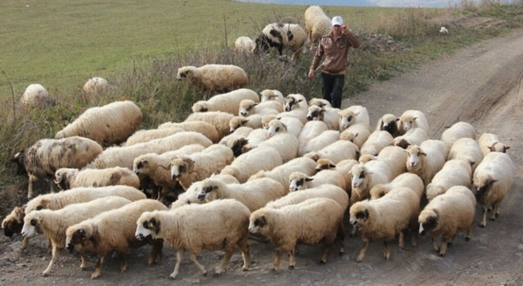Karadeniz yaylalarından göç başladı