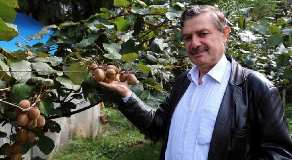 Karadeniz'de kivi üretiminde düşüş