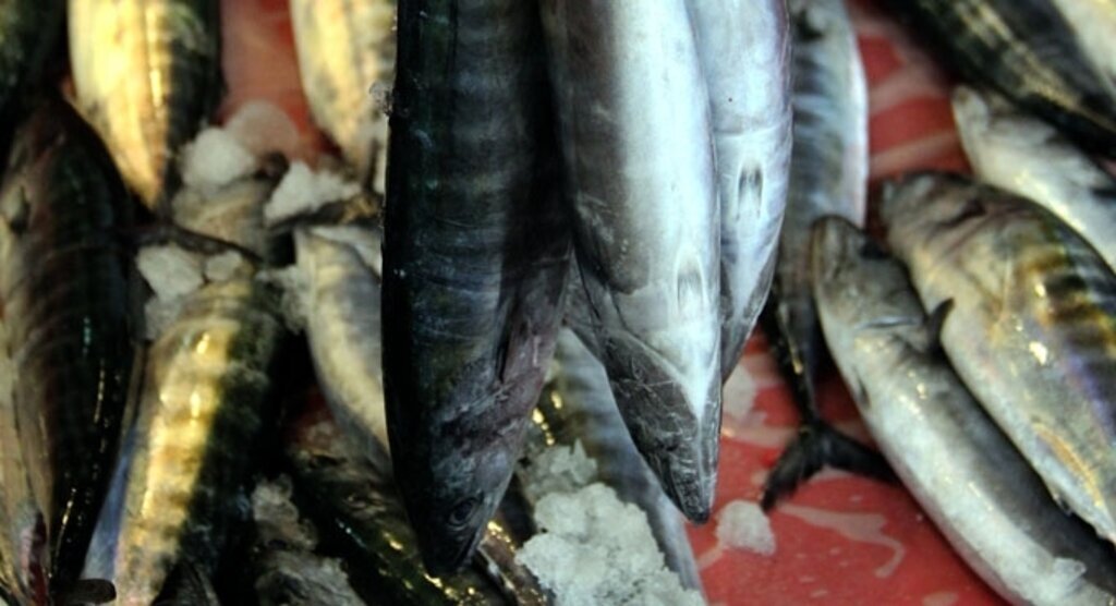 Karadeniz'de palamut avı balıkçıların yüzünü güldürdü