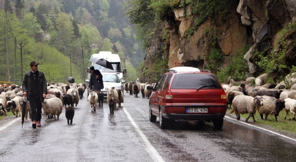 Karadeniz'de yaylalara göç başladı