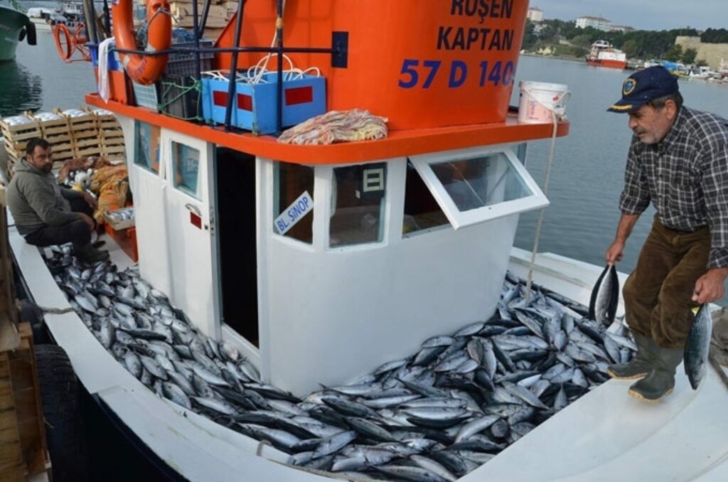Karadeniz'deki bereket, balıkçıların yüzünü güldürdü