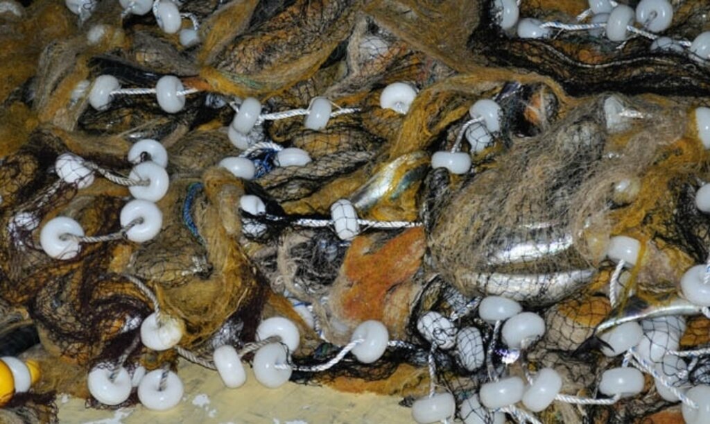 Karadeniz'deki palamut bereketi sürüyor