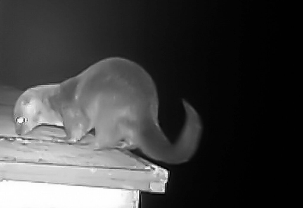 Kastamonu'da su samuru ve gri balıkçıl görüntülendi