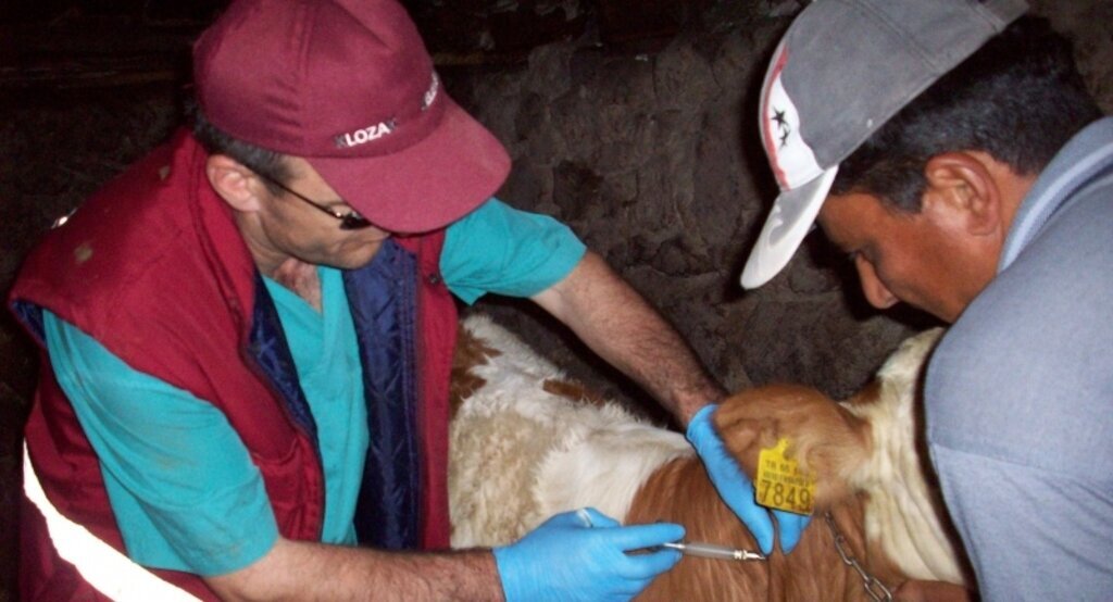 Kavak'ta 17 bin 28 büyükbaş hayvan aşılandı