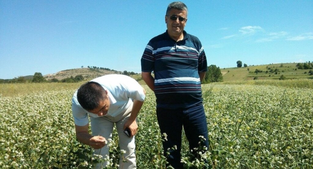 Kavak'ta karabuğday deneme ekimleri yapıldı