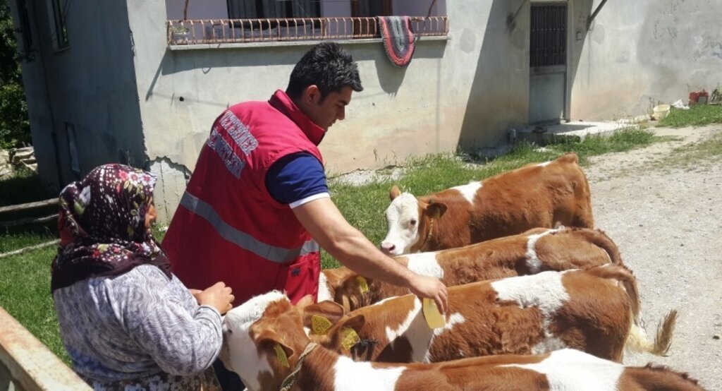 Kavak'ta KKKA hastalığı ile mücadele