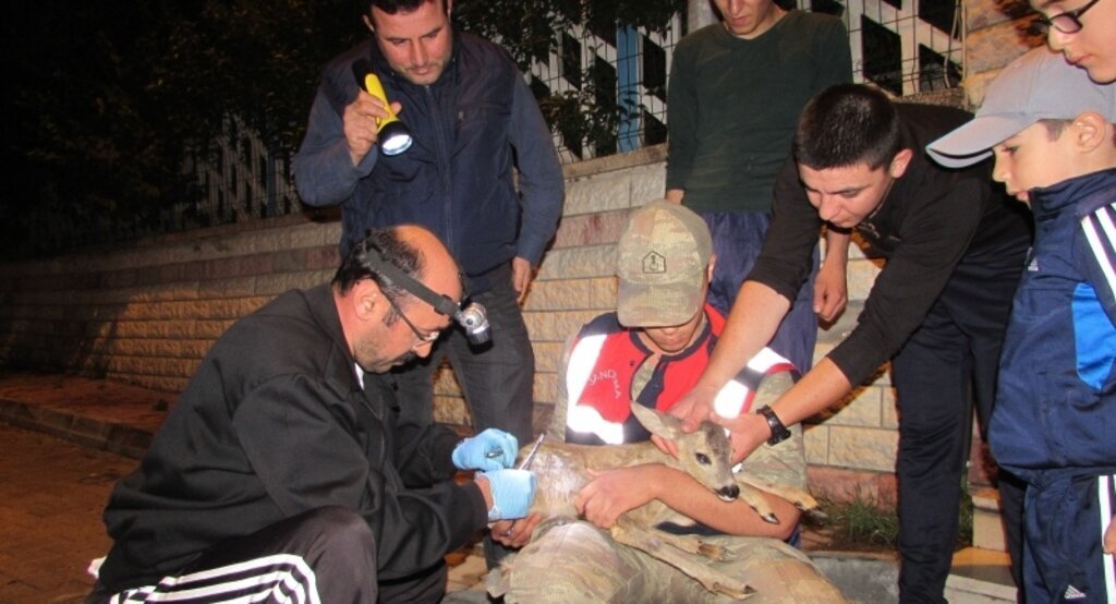 Kavak'ta ormanda yaralı karaca yavrusu bulundu