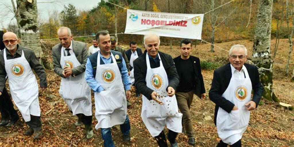 Kayın tohumları Samsun da toprakla buluştu