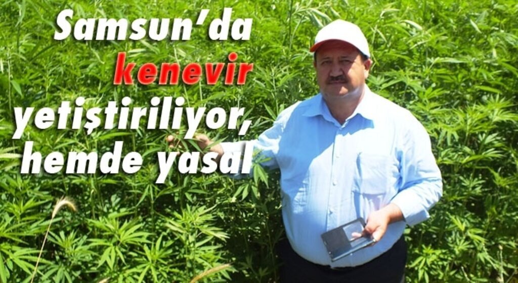 Kenevir izin alınarak yetiştirilebiliyor!